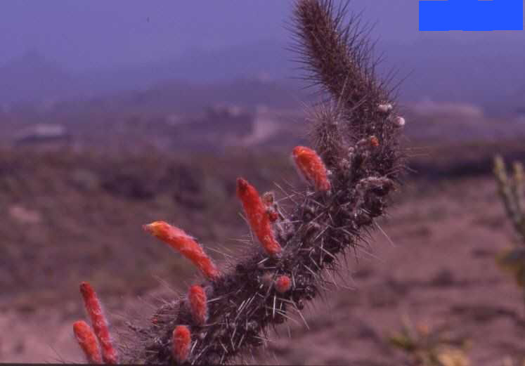 Cleistocactus baumannii