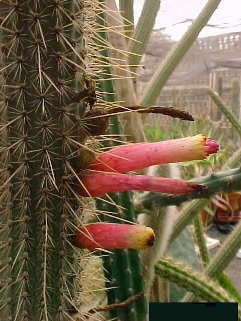 Cleistocactus candelilla (2)