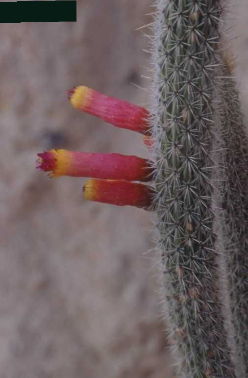 Cleistocactus candelilla