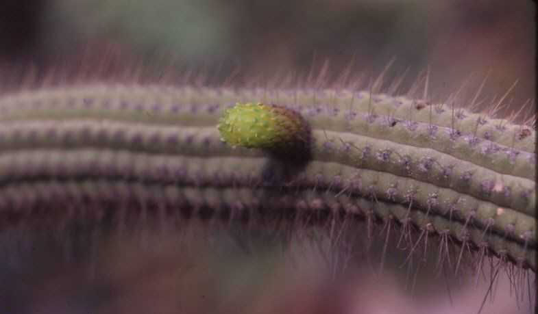 Cleistocactus (Cephalocleistocactus) pallidus