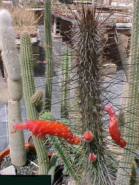 Cleistocactus chacoanus (1)