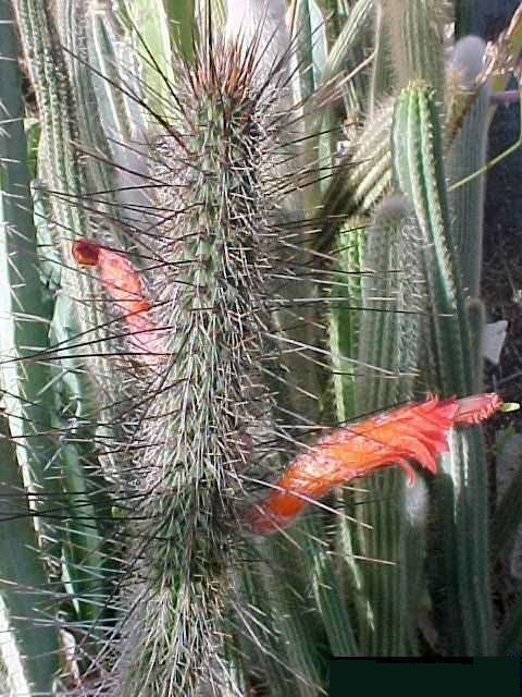 Cleistocactus chacoanus (3)