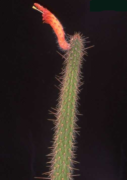 Cleistocactus chacoanus