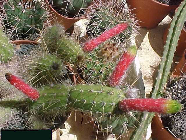 Cleistocactus cv 'Ana' (2)