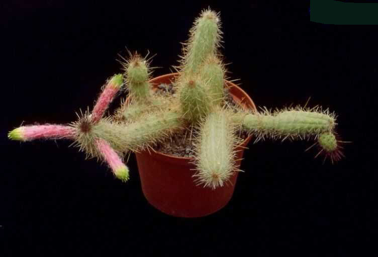 Cleistocactus cv 'Ana'