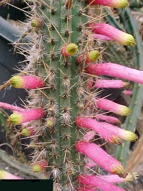 Cleistocactus dependens (2)