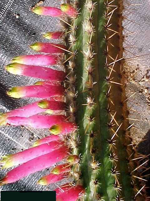 Cleistocactus dependens