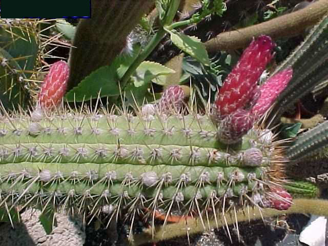 Cleistocactus fusiflorus (2)