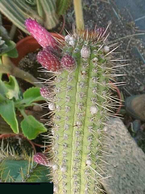 Cleistocactus fusiflorus