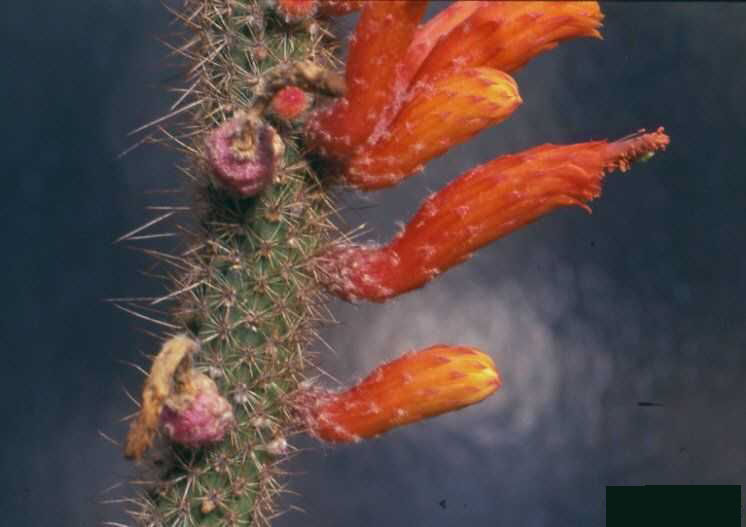 Cleistocactus horstii