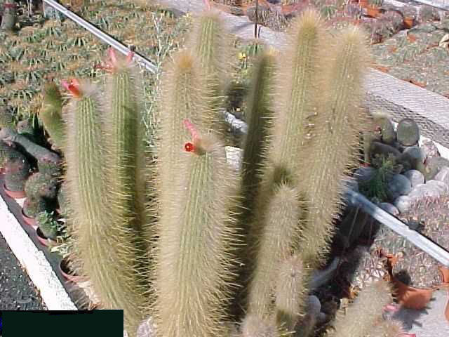 Cleistocactus hyalacanthus (1)