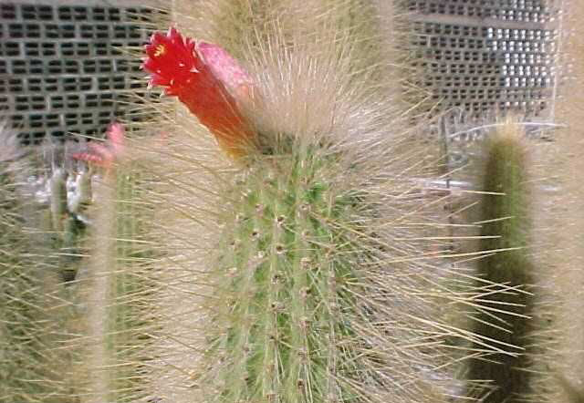 Cleistocactus hyalacanthus (2)