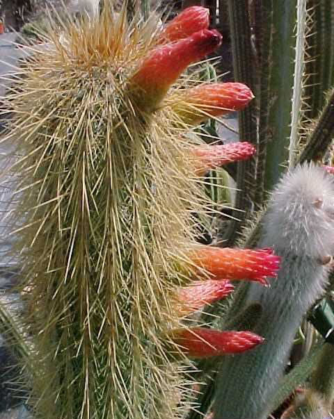 Cleistocactus jujuyensis (2)