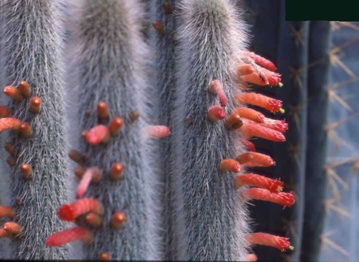 Cleistocactus jujuyensis