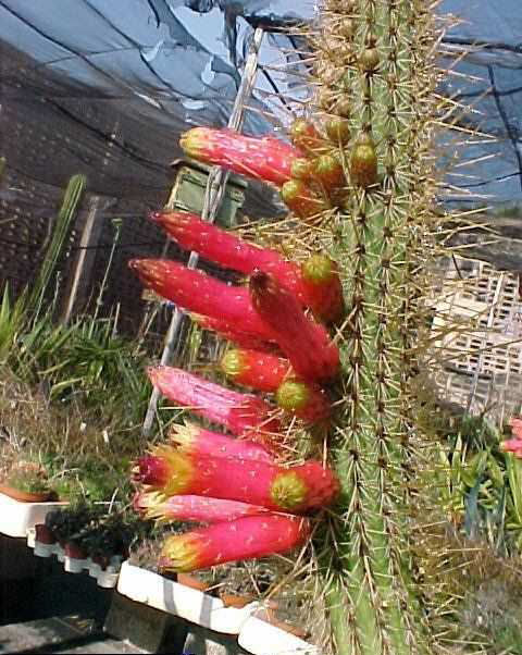 Cleistocactus lilacinorosea (1)