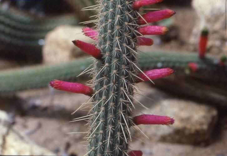 Cleistocactus parapetiensis