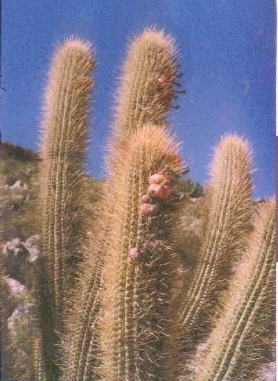 Cleistocactus potosinus RCB