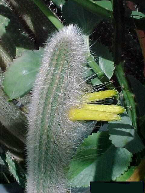 Cleistocactus ritteri