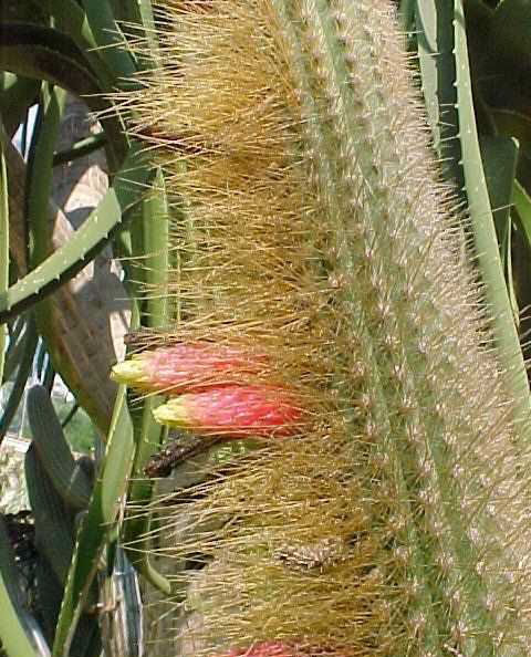 Cleistocactus schattatianus (2)