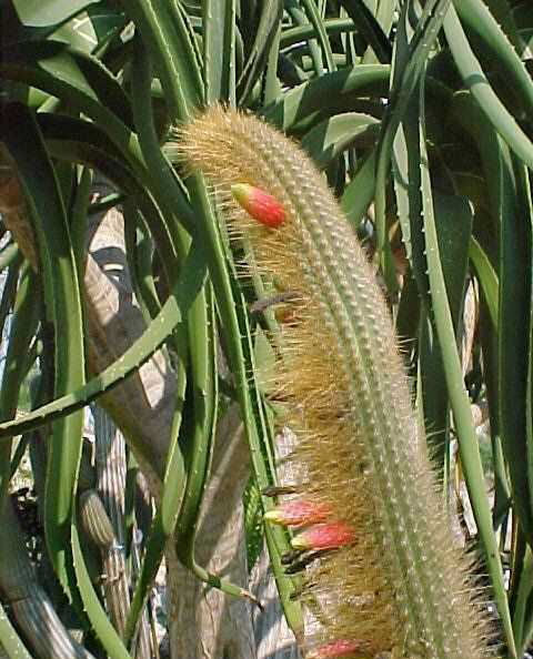 Cleistocactus schattatianus (3)