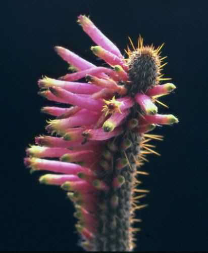 Cleistocactus (Seticleistocactus) dependens