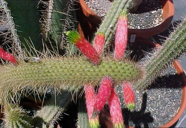 Cleistocactus smaragdiflorus (1)
