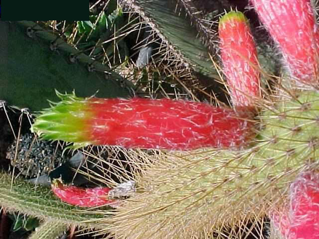 Cleistocactus smaragdiflorus (2)