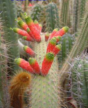 Cleistocactus smaragdiflorus Dscf1176