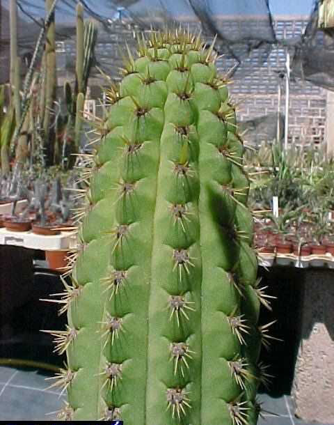 Cleistocactus sp MVC-456F