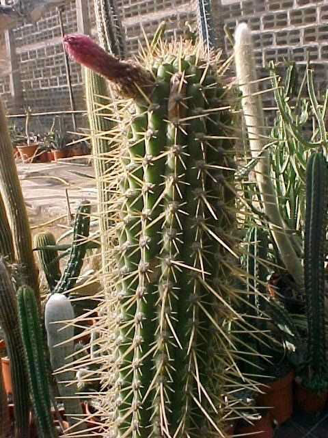 Cleistocactus sp