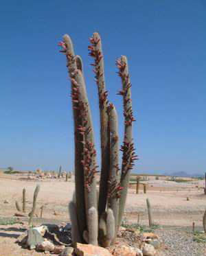 Cleistocactus strausii Dscf0412