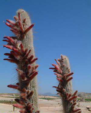 Cleistocactus strausii Dscf0413