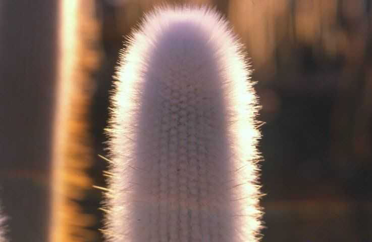 Cleistocactus strausii v. fricii (1)