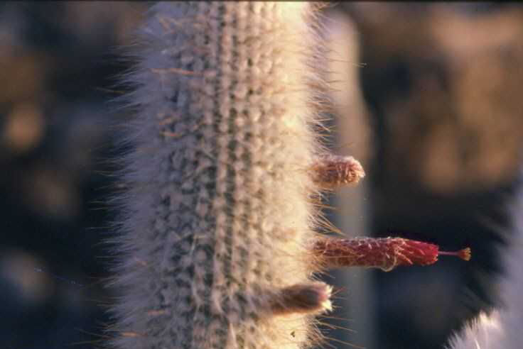 Cleistocactus strausii v. fricii