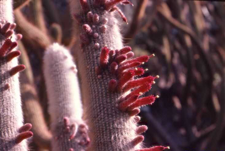 Cleistocactus strausii