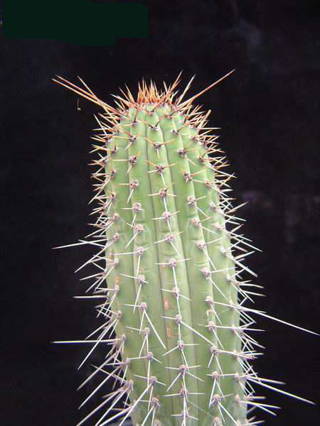Cleistocactus tominensis Dscf2049