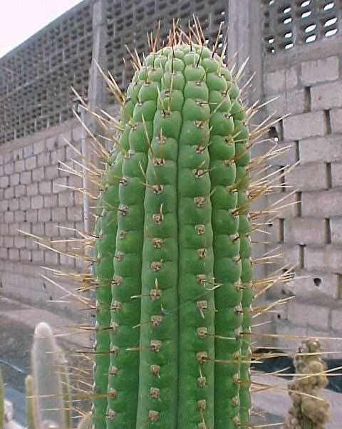 Cleistocactus tominensis