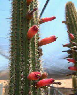 Cleistocactus variispinus DSCF1606