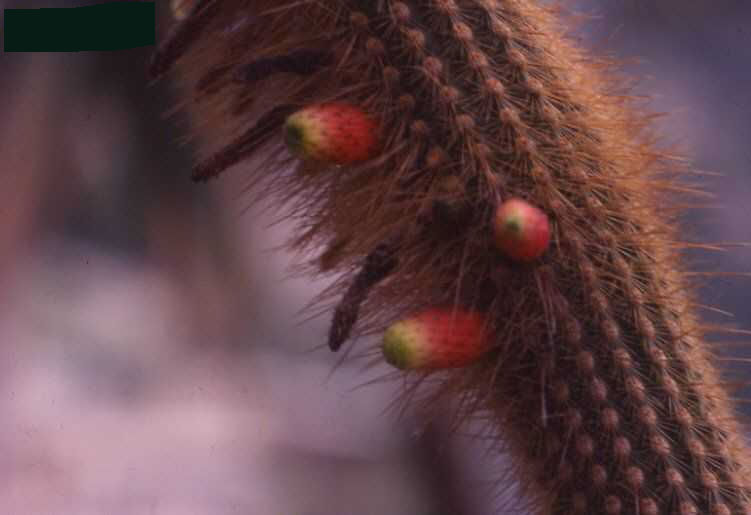 Cleistocactus variispinus