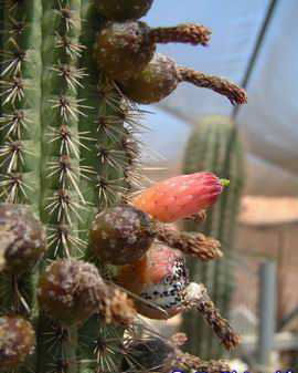 Cleistocactus varispinus (fr.) Dscf2161