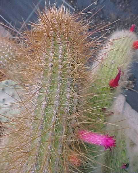 Cleistocactus villamontesii (4)