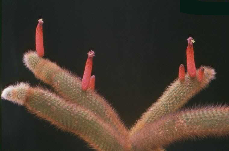 Cleistocactus vulpis-caudae