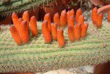 Cleistocactus wendlandiorum 1 DSCF1261