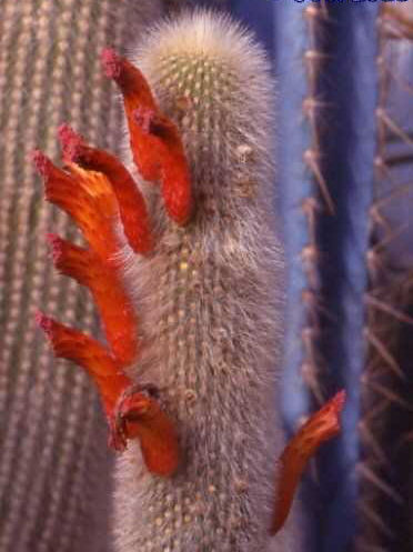 Cleistocactus wendlandiorum