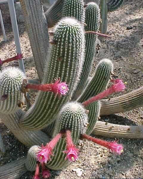 Cleistocactus X Echinopsis