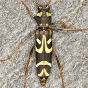 Clytus tropicus