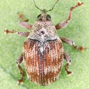 Coeliodes ilicis