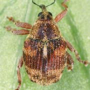 Coeloides trifasciatus