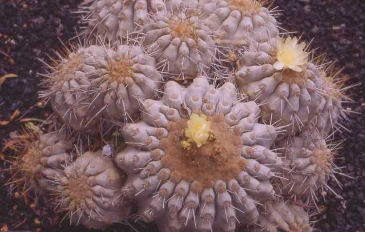 Copiapoa alticostata DSCF1322