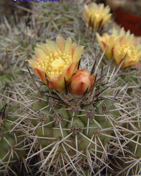 Copiapoa alticostata Dscf2210